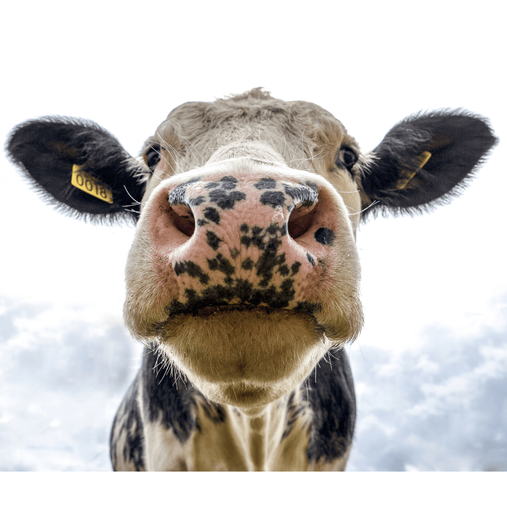 Veganuary!! What is it and why? - Mix Clean Green